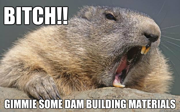 BITCH!! GIMMIE SOME DAM BUILDING MATERIALS  