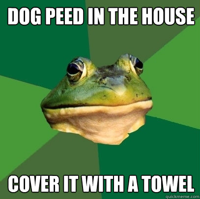 Dog peed in the house Cover it with a towel  Foul Bachelor Frog