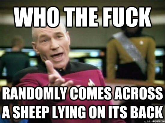 WHO THE FUCK randomly comes across a sheep lying on its back  Annoyed Picard HD