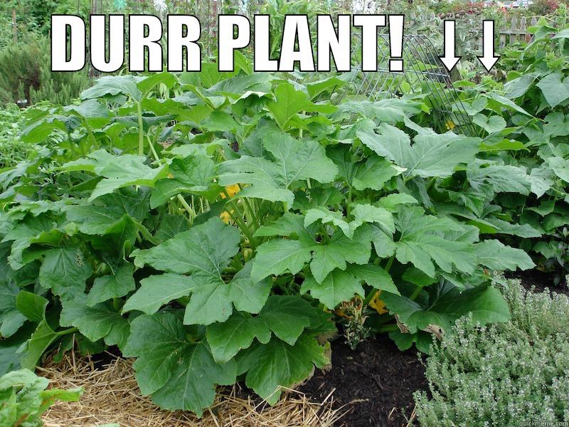 DURR PLANT!  ⬇⬇  Misc