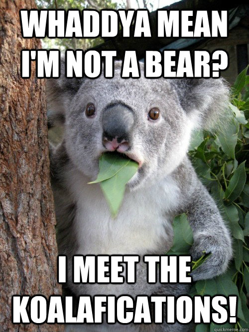 Whaddya mean I'm not a bear? I meet the koalafications!  koala bear
