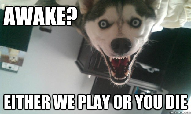 Awake? Either we play or you die - Awake? Either we play or you die  Overly Attached Dog