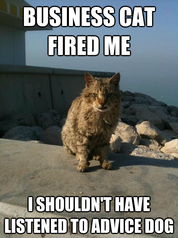 business cat fired me i shouldn't have listened to advice dog - business cat fired me i shouldn't have listened to advice dog  Bitter Cat