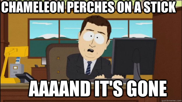 chameleon perches on a stick     aaaand it's gone  Annnd Its gone