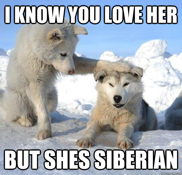 I know you love her but shes siberian  Caring Husky