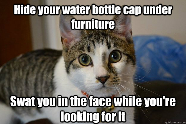 Hide your water bottle cap under furniture Swat you in the face while you're looking for it - Hide your water bottle cap under furniture Swat you in the face while you're looking for it  Douche Bag Cat