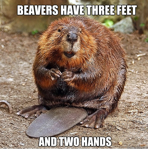 Beavers have three feet and two hands  