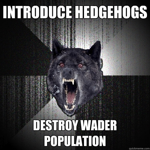 Introduce hedgehogs destroy wader population  Insanity Wolf