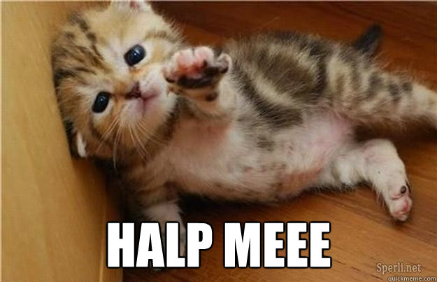  HALP MEEE -  HALP MEEE  Halp me kitten