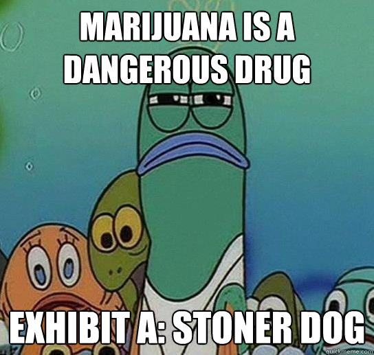 Marijuana is a dangerous drug exhibit A: stoner dog - Marijuana is a dangerous drug exhibit A: stoner dog  Serious fish SpongeBob