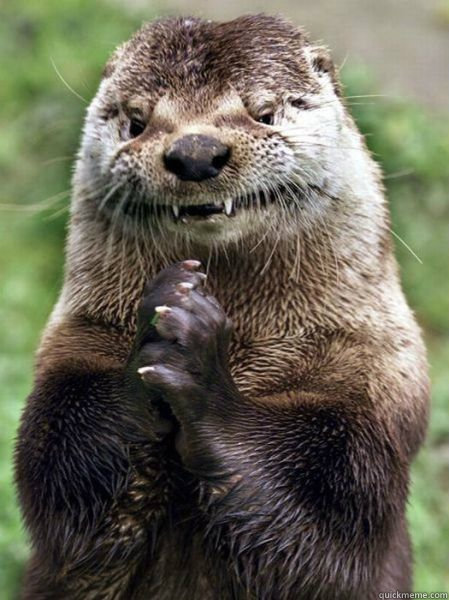   -    Ostentatious Otter