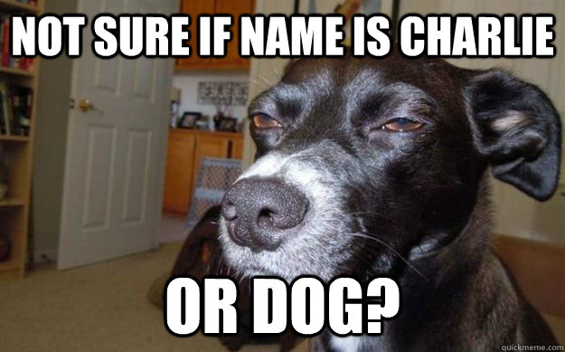 Not sure if name is charlie  or dog? - Not sure if name is charlie  or dog?  Skeptical Mutt