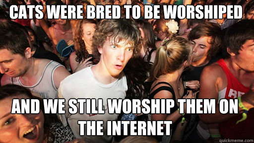 Cats were bred to be worshiped and We still worship them on the internet  Sudden Clarity Clarence