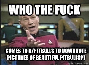 Who the fuck comes to r/pitbulls to downvote pictures of beautiful pitbulls?!  Annoyed Picard