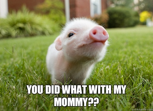  You did what with my mommy?? -  You did what with my mommy??  baby pig