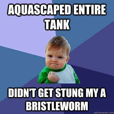 Aquascaped entire tank didn't get stung my a bristleworm - Aquascaped entire tank didn't get stung my a bristleworm  Success Kid