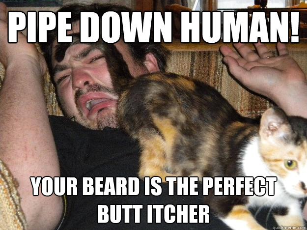 Pipe down human! Your beard is the perfect butt itcher - Pipe down human! Your beard is the perfect butt itcher  Cats are jerks