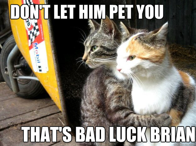 Don't let him pet you That's Bad Luck Brian - Don't let him pet you That's Bad Luck Brian  Restraining Cat