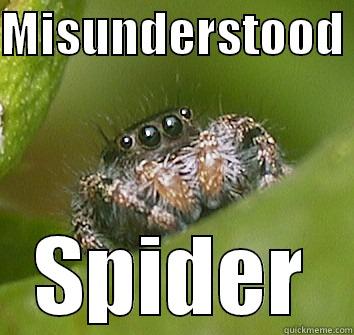 MISUNDERSTOOD  SPIDER Misunderstood Spider