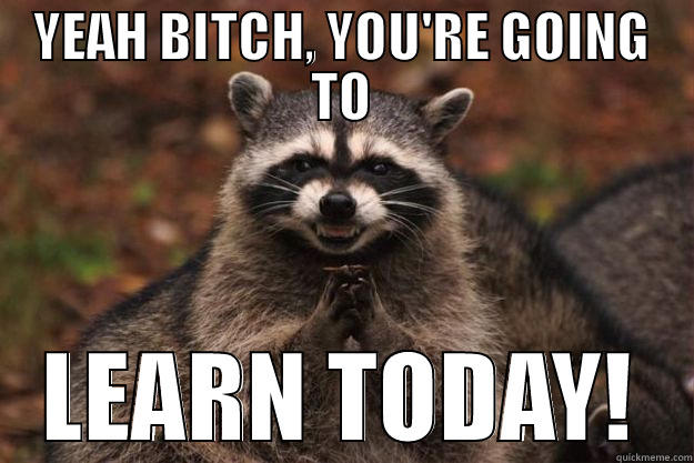 You're going to learn today! - YEAH BITCH, YOU'RE GOING TO LEARN TODAY! Evil Plotting Raccoon