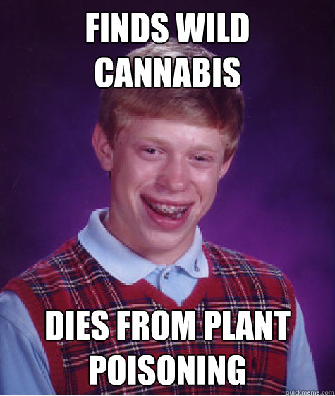 Finds wild cannabis Dies from plant poisoning  Bad Luck Brian