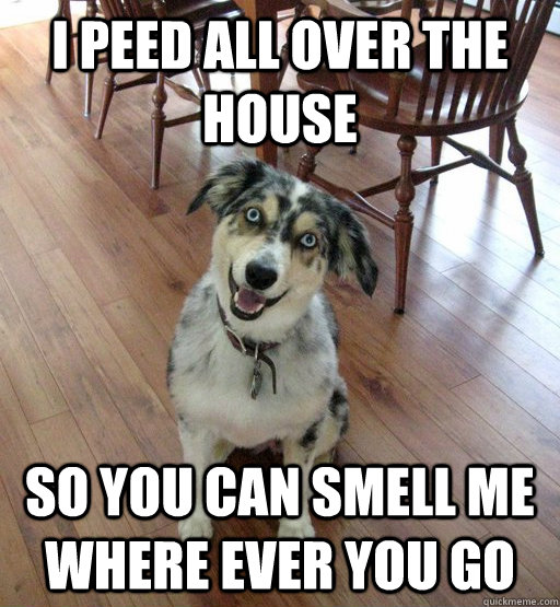 I peed all over the house So you can smell me where ever you go  Overly Attached Dog