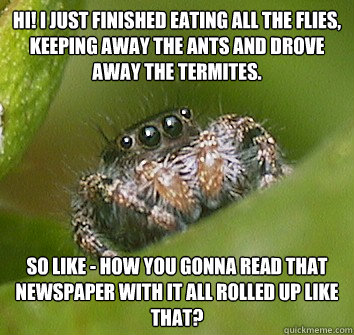 Hi! I just finished eating all the flies, keeping away the ants and drove away the termites. So like - how you gonna read that newspaper with it all rolled up like that?  Misunderstood Spider