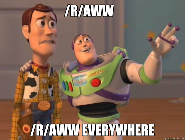 /r/aww /r/aww everywhere  buzz