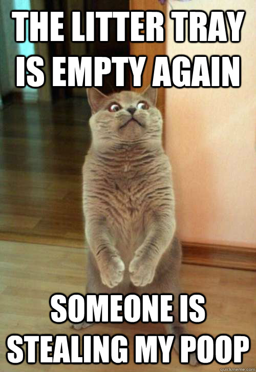 The litter tray is empty again someone is stealing my poop - The litter tray is empty again someone is stealing my poop  Horrorcat