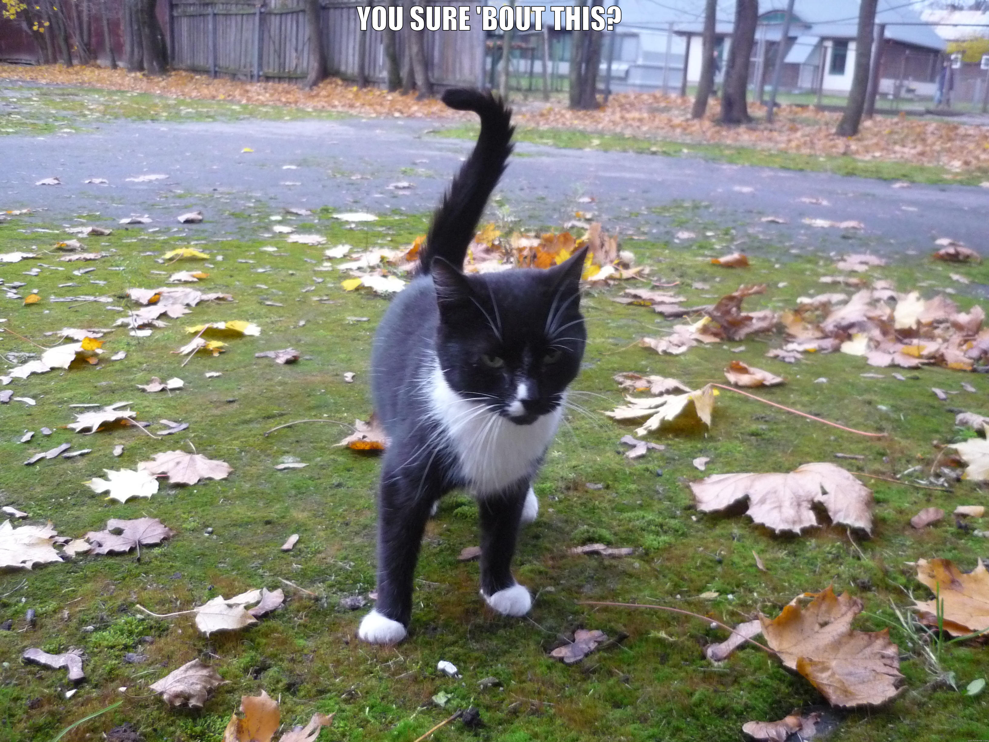YOU SURE 'BOUT THIS?   Misc