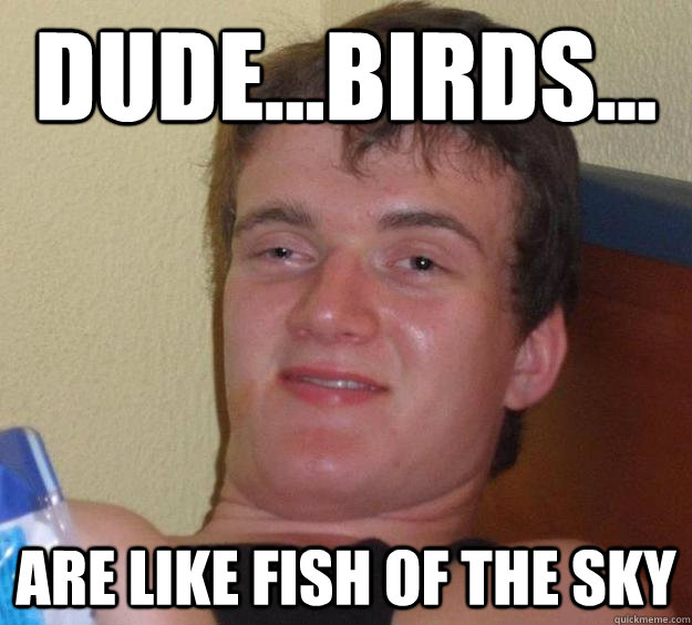 dude...birds... are like fish of the sky  10 Guy