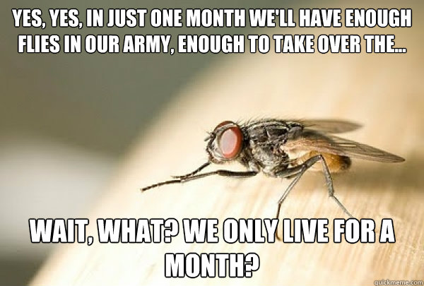 Yes, yes, in just one month we'll have enough flies in our army, enough to take over the... Wait, what? we only live for a month?  Evil Plotting Fly
