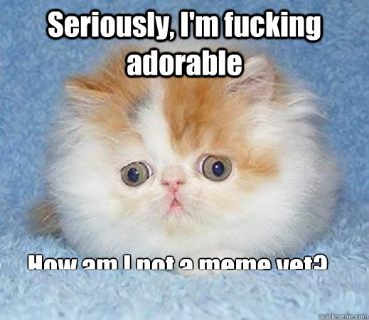 Seriously, I'm fucking adorable How am I not a meme yet? - Seriously, I'm fucking adorable How am I not a meme yet?  Loss of Innocence Cat