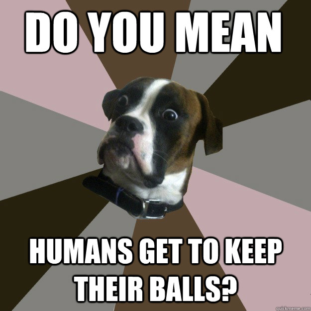 Do you mean Humans get to keep their balls?  Genuinely Surprised Dog