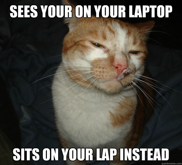 Sees your on your laptop sits on your lap instead  Cool Cat Craig