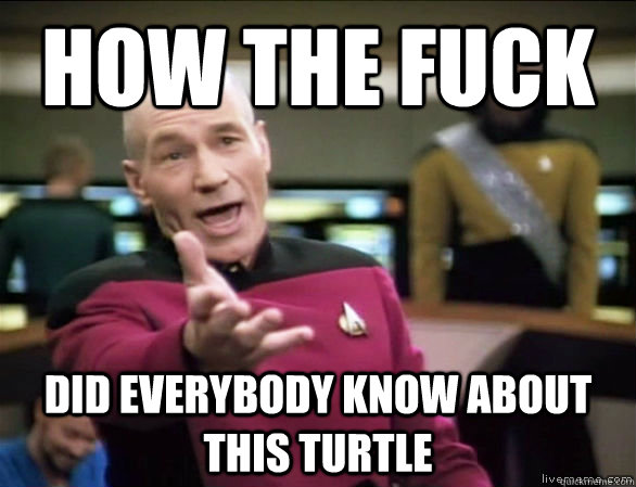 how the fuck did everybody know about this turtle  Annoyed Picard HD