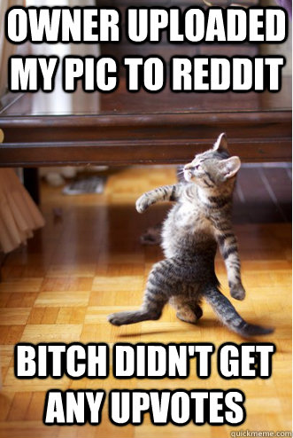 Owner uploaded my pic to Reddit Bitch didn't get any Upvotes  Pimp Strut Cat