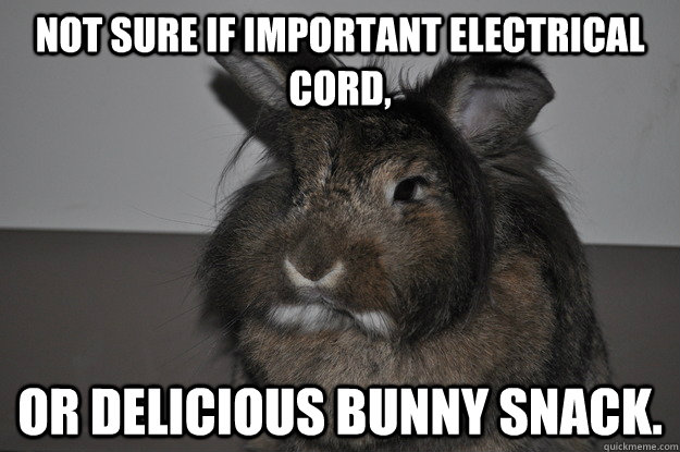 Not sure if important electrical cord,  or delicious bunny snack. - Not sure if important electrical cord,  or delicious bunny snack.  Suspicious Rabbit