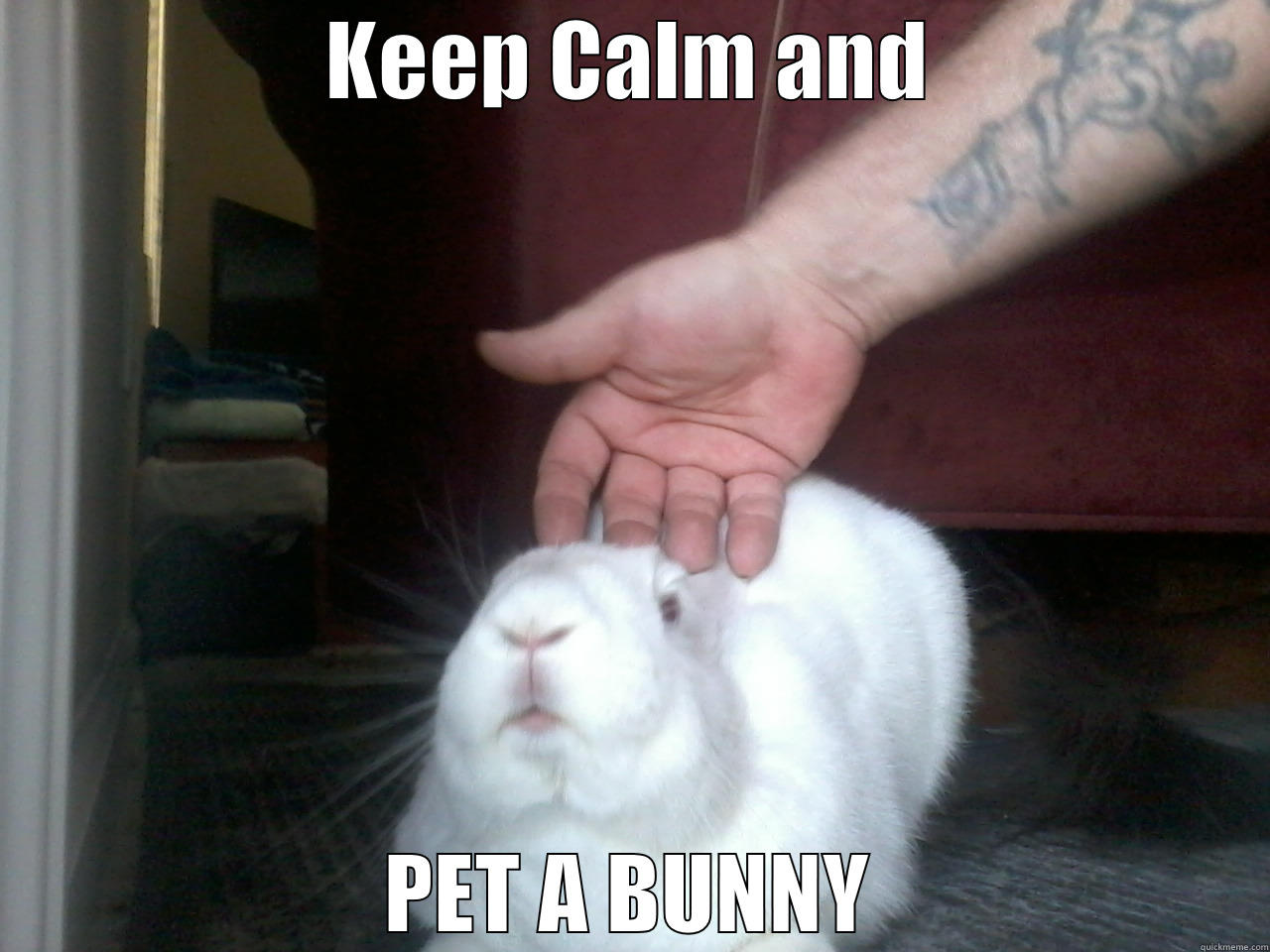 KEEP CALM AND PET A BUNNY Misc