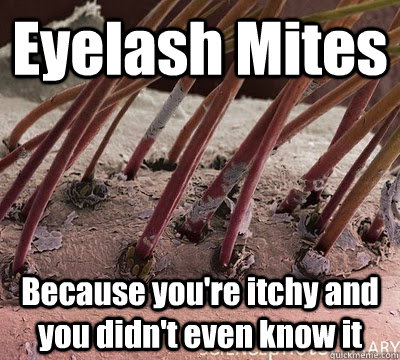 Eyelash Mites Because you're itchy and you didn't even know it - Eyelash Mites Because you're itchy and you didn't even know it  Eyelash Mite
