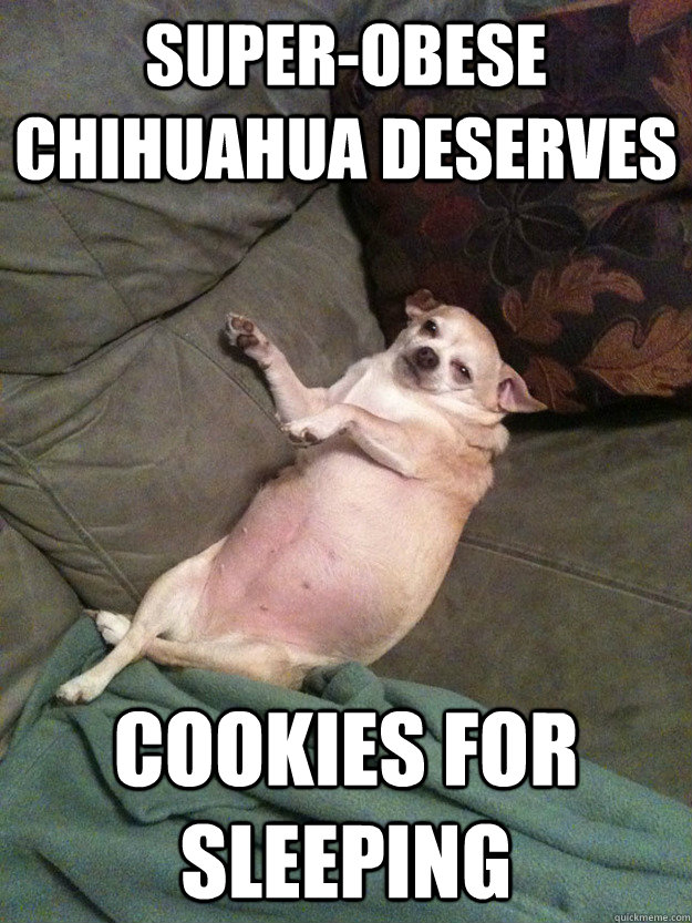 super obese chihuahua memes