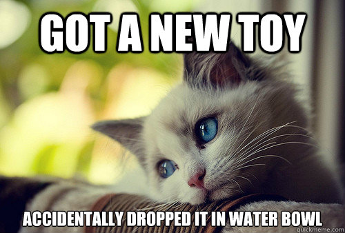 Got a new toy Accidentally dropped it in water bowl - Got a new toy Accidentally dropped it in water bowl  First World Problems Cat