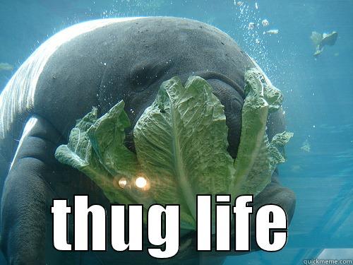 manatee eating -  THUG LIFE Misc