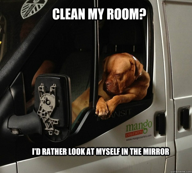 Clean my room? I'd rather look at myself in the mirror - Clean my room? I'd rather look at myself in the mirror  Cool Dog