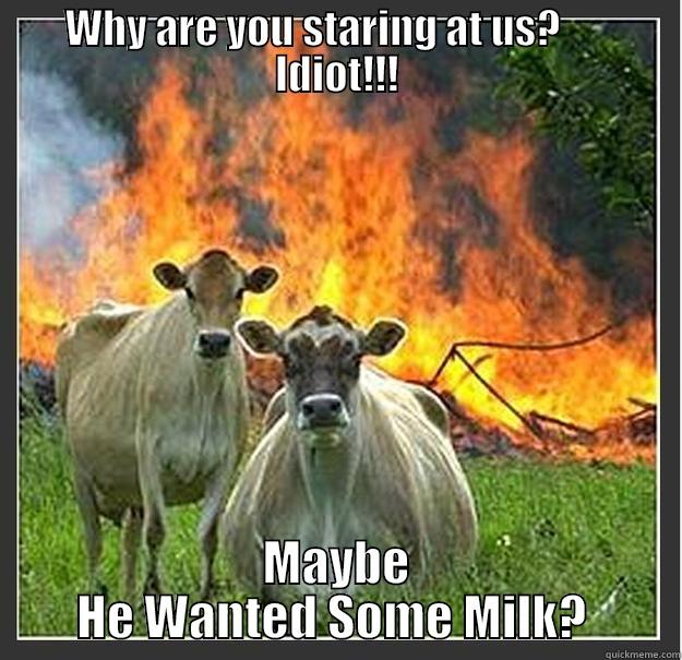 Why are you staring at us? - WHY ARE YOU STARING AT US?       IDIOT!!! MAYBE HE WANTED SOME MILK?  Evil cows