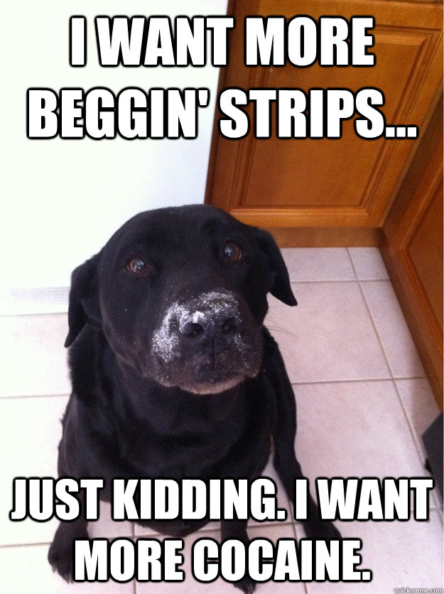 I want more beggin' strips... Just kidding. I want more cocaine. - I want more beggin' strips... Just kidding. I want more cocaine.  Cocaine dog