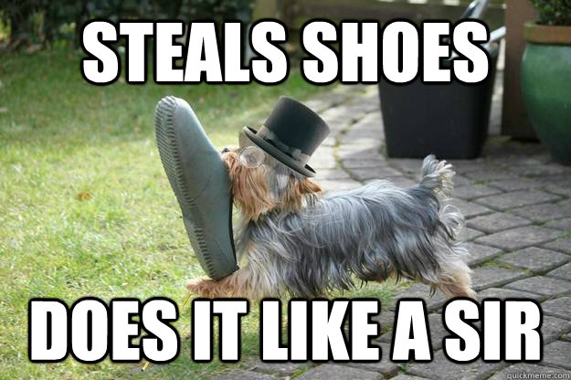 Steals shoes  Does it like a sir - Steals shoes  Does it like a sir  Classy Dog