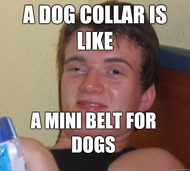 A dog collar is like  A mini belt for dogs  10 Guy