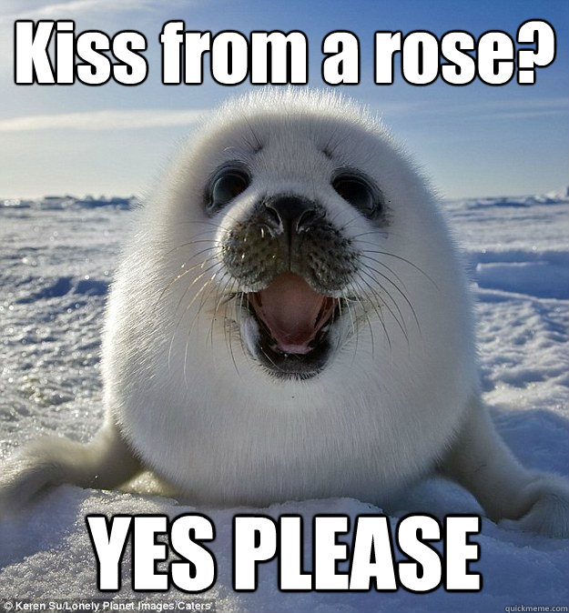 Kiss from a rose? YES PLEASE  Easily Pleased Seal
