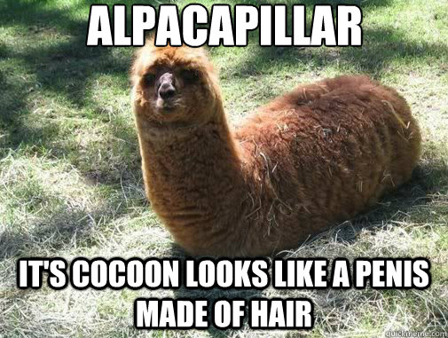 alpacapillar It's cocoon looks like a penis made of hair  Alpacapillar